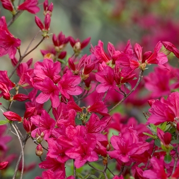 Rhododendron satsuki 'Osakazuki' - Osakazuki Azalea