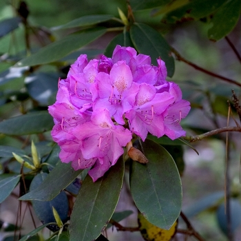 Rhododendron x 'Roseum Elegans' - Rhododendron
