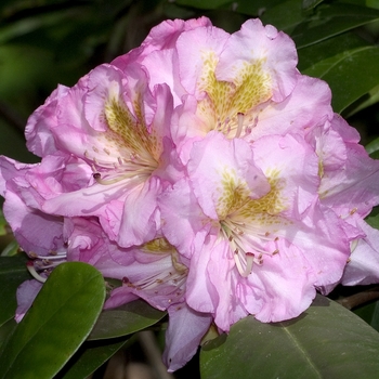 Rhododendron x 'Scintillation' - Rhododendron
