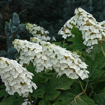 Hydrangea quercifolia 'Snow Queen' - Oakleaf Hydrangea