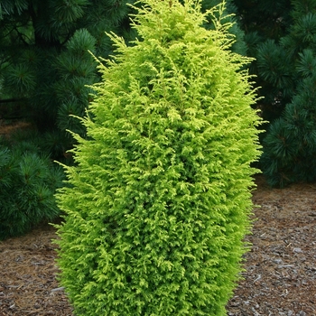 Juniperus communis 'Gold Cone' - Gold Cone Juniper
