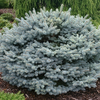 Picea pungens 'globosa Nana' - Colorado Blue Spruce