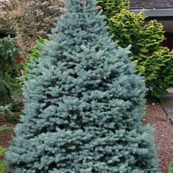 Picea pungens Blue Spruce - 'Sester's Dwarf'