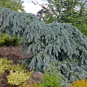 Picea pungens 'The Blues' - Weeping Blue Spruce