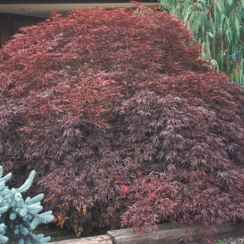 Acer palmatum dis. 'Tamukeyama' - Japanese Maple