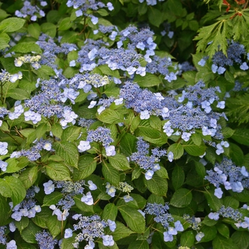 Hydrangea serrata 'Blue Billow' - Hydrangea