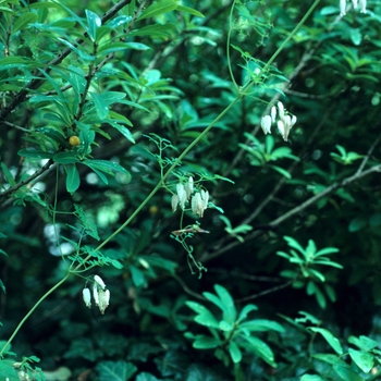 Adlumia fungosa - Allegheny Vine or Climbing Fumitory