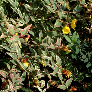Hypericum x moserianum 'Tricolor' - St John's Wort