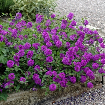 Verbena hybrid 'Homestead Purple' - Homestead Purple Verbena