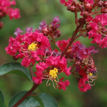 Lagerstroemia indica 'Dynamite' - Crapemyrtle