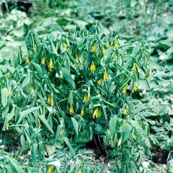 Uvularia grandiflora - Merrybells or Large-flowered Bellwort