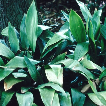 Rohdea japonica - Sacred Lily