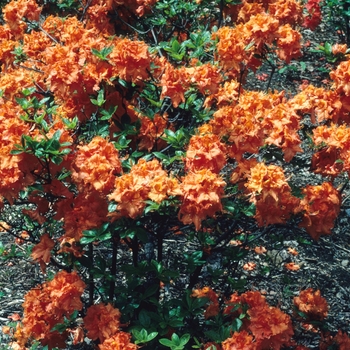 Rhododendron hybrid 'Gibraltar' - Exbury Azalea