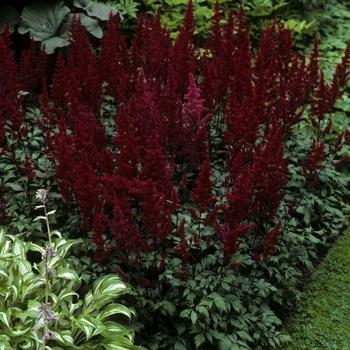 Astilbe japonica - 'Montgomery'
