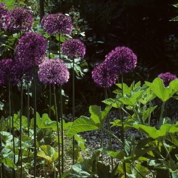 Allium hollandicum 'Purple Sensation' - Purple Sensation Ornamental Onion