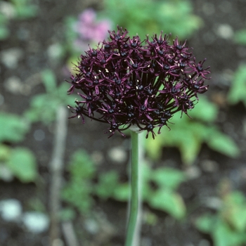 Allium atropurpureum - Ornamental Onion