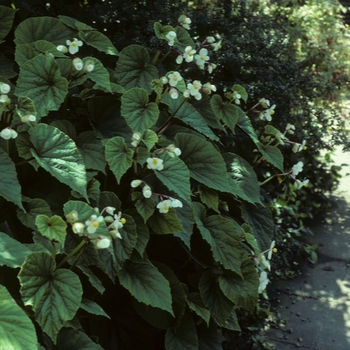 Begonia grandis 'Alba' - Hardy Begonia