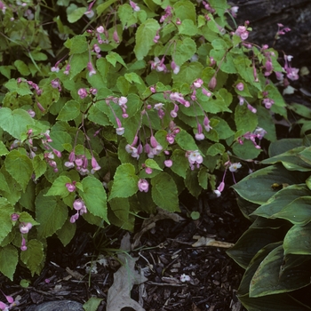 Begonia grandis - Hardy Begonia