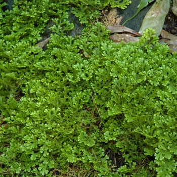 Selaginella braunii - Arborvitae Fern