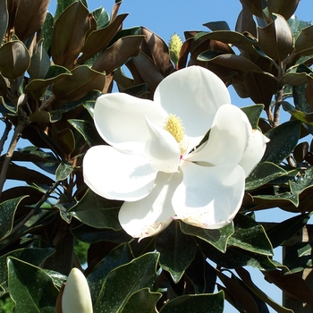 Magnolia grandiflora 'Little Gem Dwarf' - Southern Magnolia