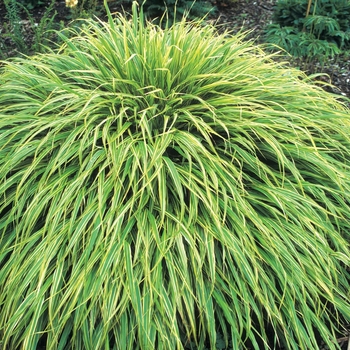 Hakonechloa macra 'Albo-Striata' - Japanese Forest Grass