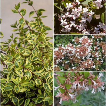 Many Varieties Available - Abelia