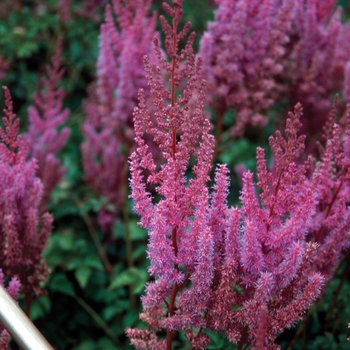 Astilbe chinensis 'Purple Candles' - Astilbe 'Purple Candles'
