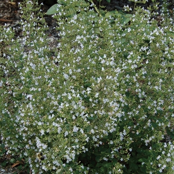 Calamintha nepeta subsp. nepeta - Calamint