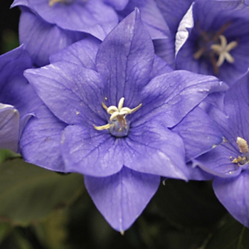 Platycodon grandiflorus 'Astra Double Blue' - Astra Double Blue Balloon flower