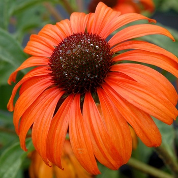 Echinacea 'Tangerine Dream' - Coneflower