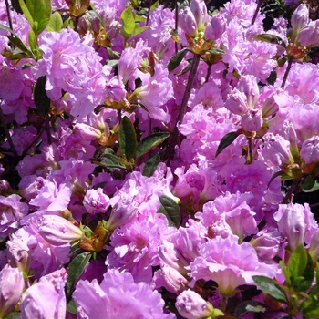 Rhododendron Shammarello hybrid 'Elsie Lee' - Elsie Lee Azalea