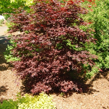 Acer palmatum 'Hefner's Red' - Japanese Maple