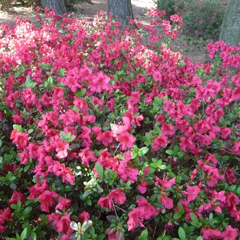 Rhododendron hybrid 'Johanna' - Red Azalea