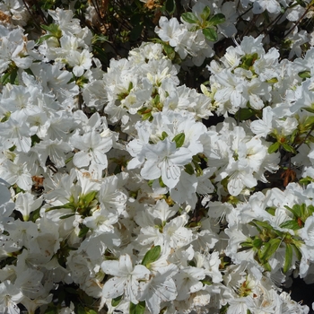 Rhododendron x 'Delaware Valley White' - Delaware Valley White Azalea