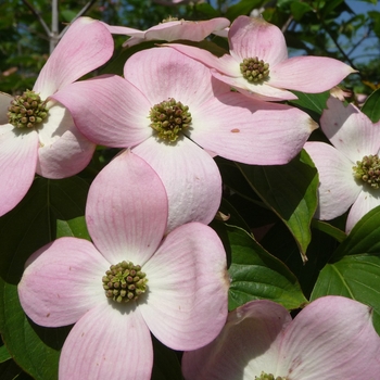 Cornus x 'Rosy Teacups' - Pink Dogwood