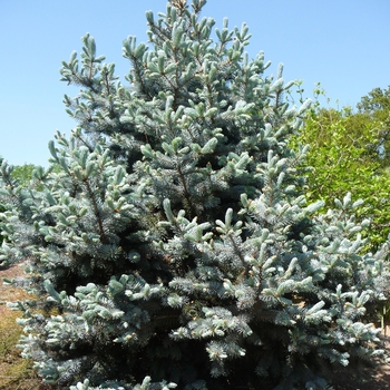 Picea pungens 'Hoopsii' - Hoopsii Blue Spruce