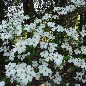 Cornus x 'Hyperion' - Flowering Dogwood