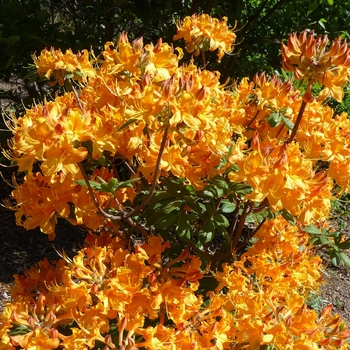 Rhododendron azalea - Klondyke