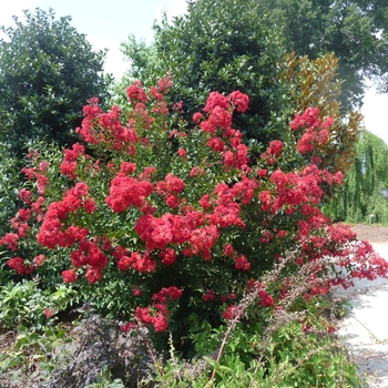 Lagerstroemia indica 'Red Rocket' - Crape Myrtle