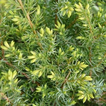 Juniperus communis depressa - Blueberry Delight® Juniper