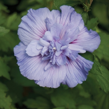 Hibiscus syriacus - Blue Chiffon®