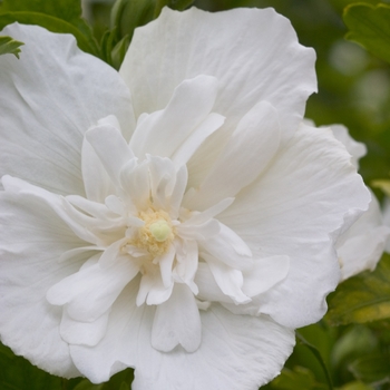Hibiscus syriacus - White Chiffon®