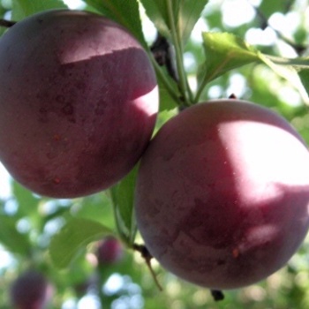 Prunus salicina 'Santa Rosa' - Santa Rosa Plum
