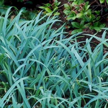 Carex laxiculmis 'Bunny Blue' - Bunny Blue Sedge
