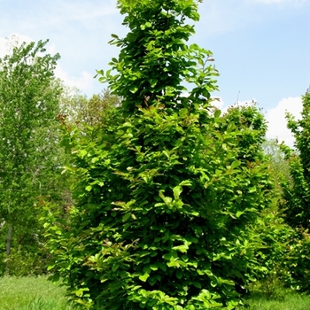 Parrotia persica - Parrotia Tree