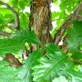 Quercus bicolor - Swamp White Oak