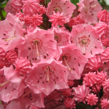 Kalmia latifolia 'Pink Charm' - Pink Mountain Laurel