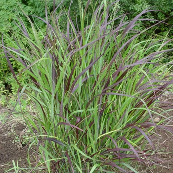 Panicum virgatum 'Shenandoah' - Red Switch Grass