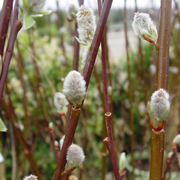 Salix discolor - French Pussy Willow