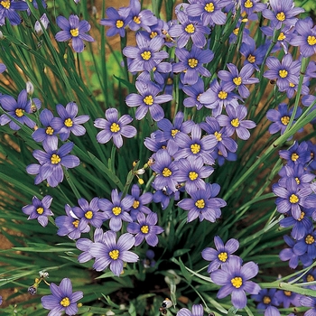 Sisyrinchium angustifolium 'Lucerne' - Lucerne Blue-Eyed Grass